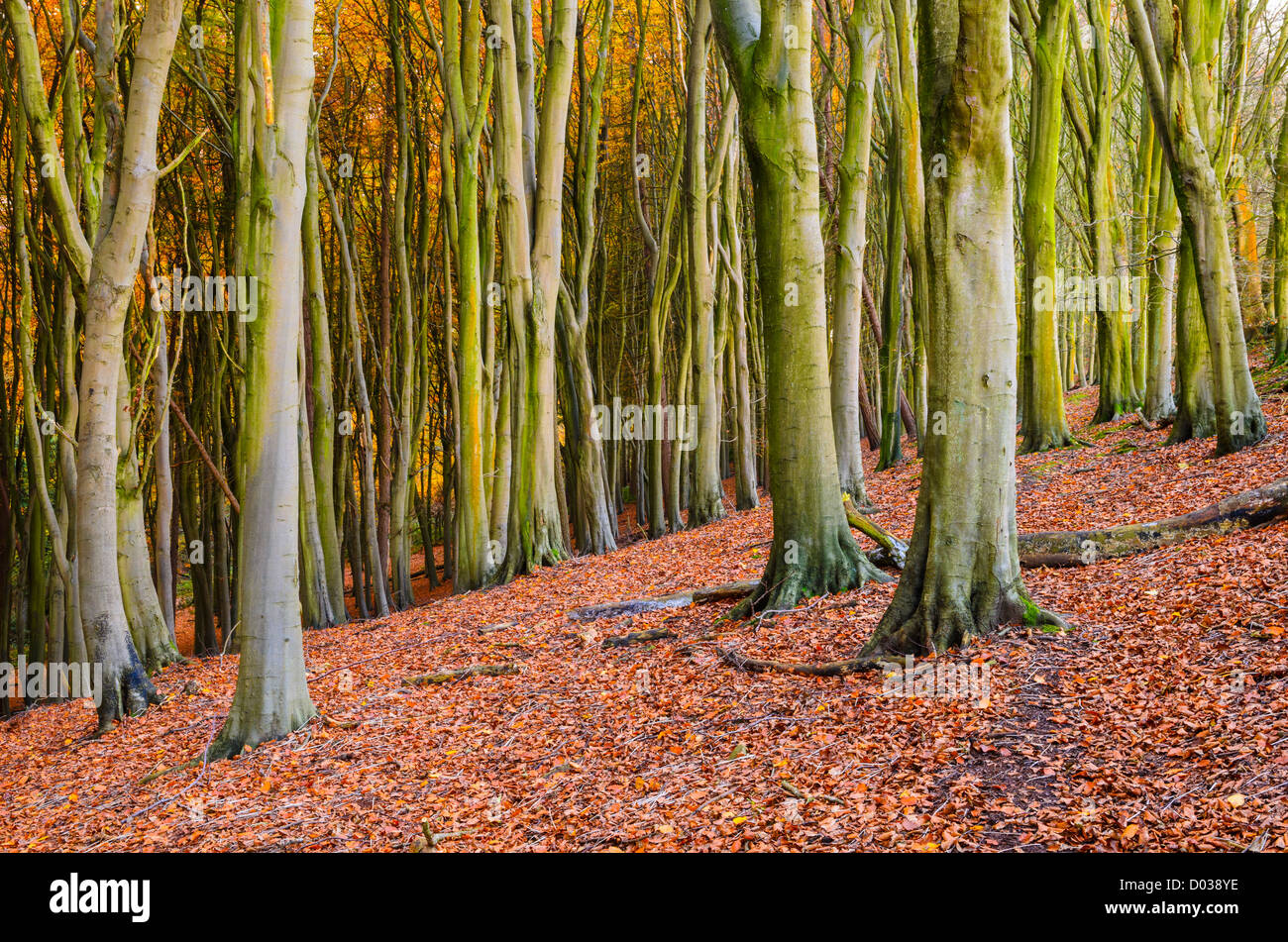 Buche Bäume in einem Wald im Herbst. Der vorherigen Holz, Portbury, North Somerset, England Stockfoto