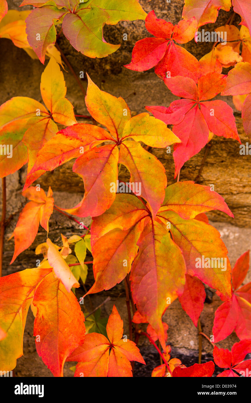 WARREN, VERMONT, USA - Herbstlaub. Stockfoto