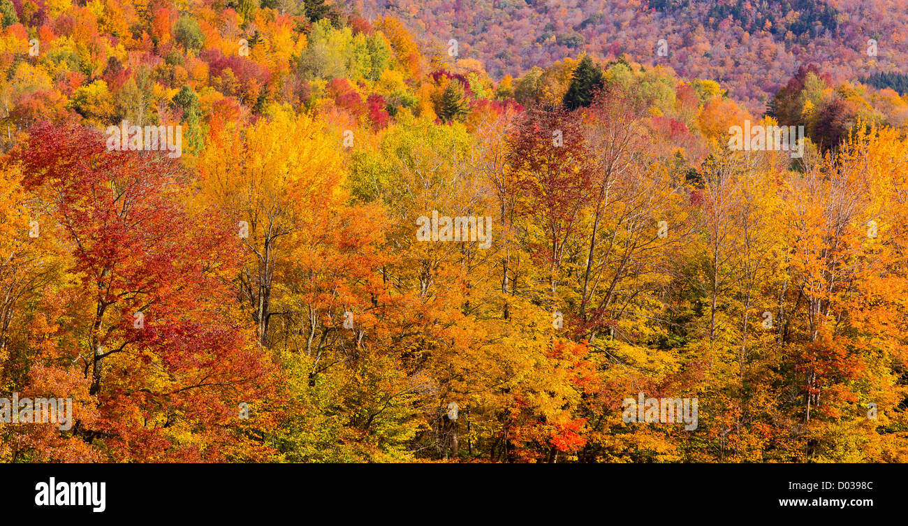 WARREN, VERMONT, USA - Herbstlaub. Stockfoto