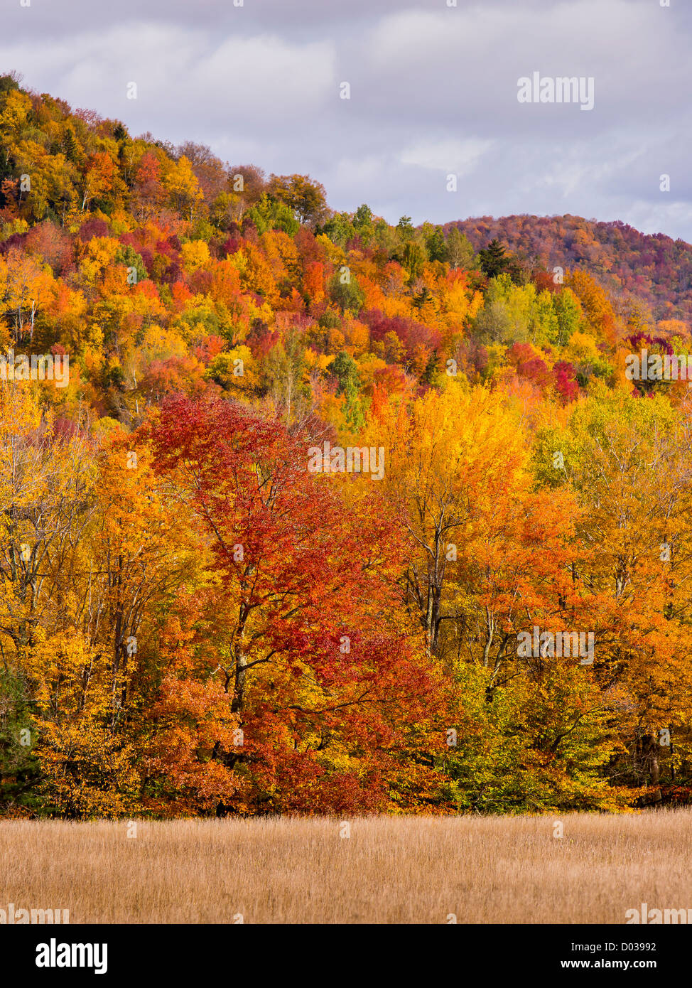 WARREN, VERMONT, USA - Herbstlaub. Stockfoto