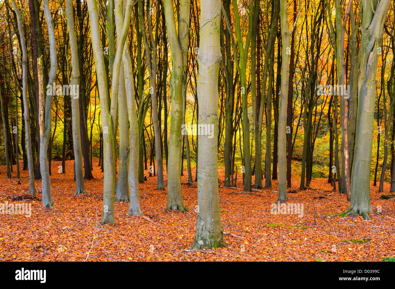 Buche Bäume in einem Wald im Herbst. Der vorherigen Holz, Portbury, North Somerset, England Stockfoto