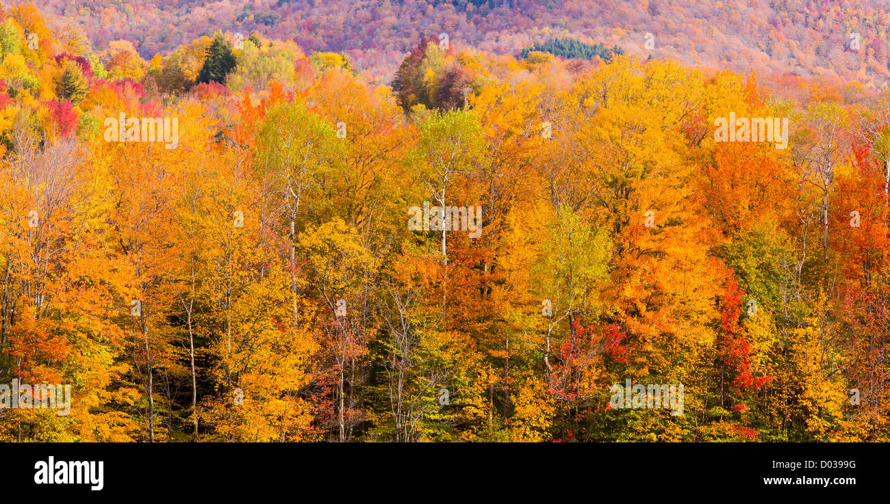 WARREN, VERMONT, USA - Herbstlaub. Stockfoto