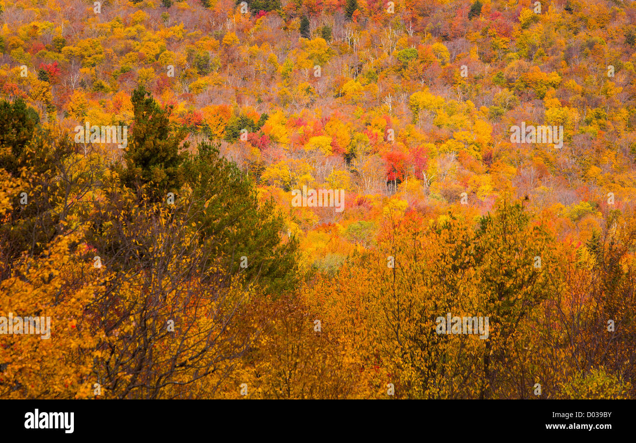 WARREN, VERMONT, USA - Herbstlaub. Stockfoto