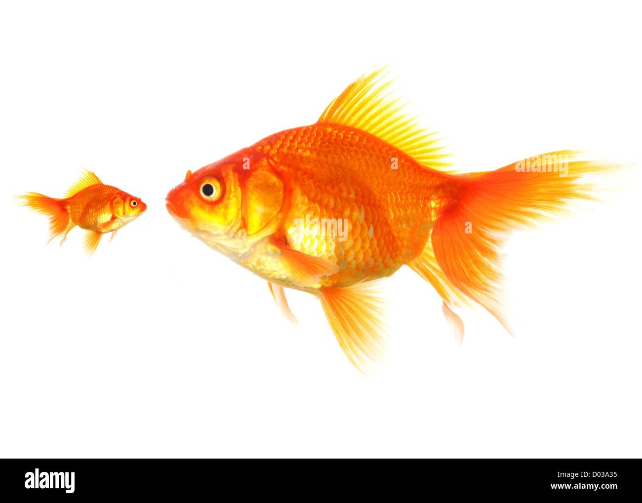 große und kleine Goldfische zeigen verschiedene Wettbewerb oder Freundschaft Konzept Stockfoto