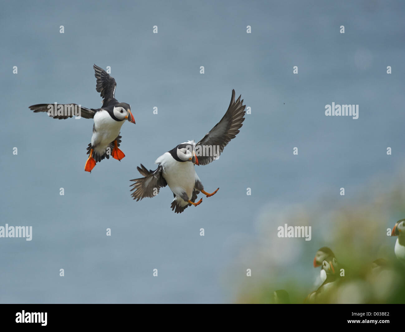 Papageitaucher im Flug mit Sandaal Stockfoto