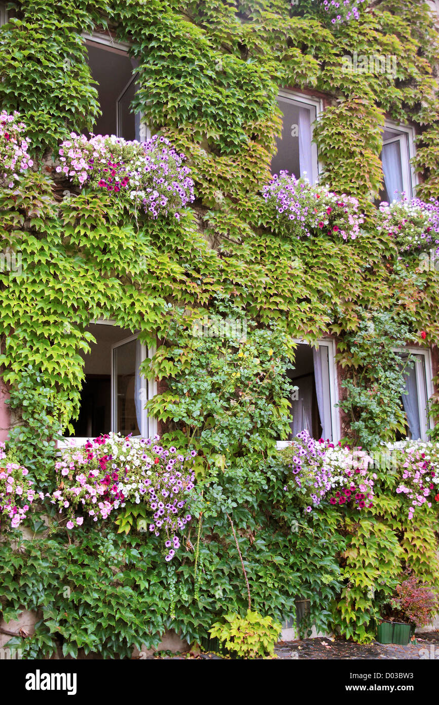 Grün bewachsene Haus in Kiedrich, Rheingau, Hessen, Deutschland Stockfoto