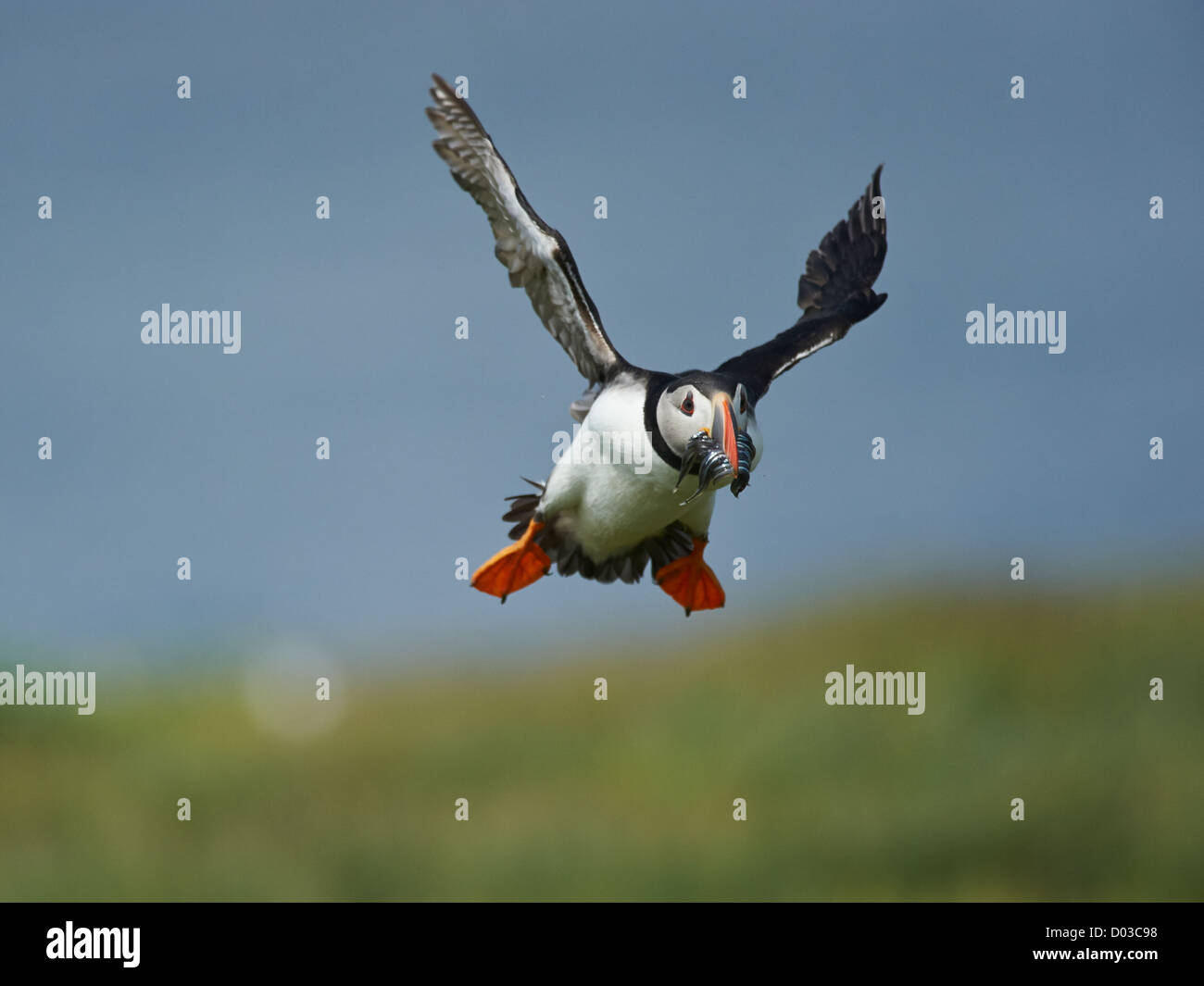 Papageitaucher im Flug mit Sandaal Stockfoto