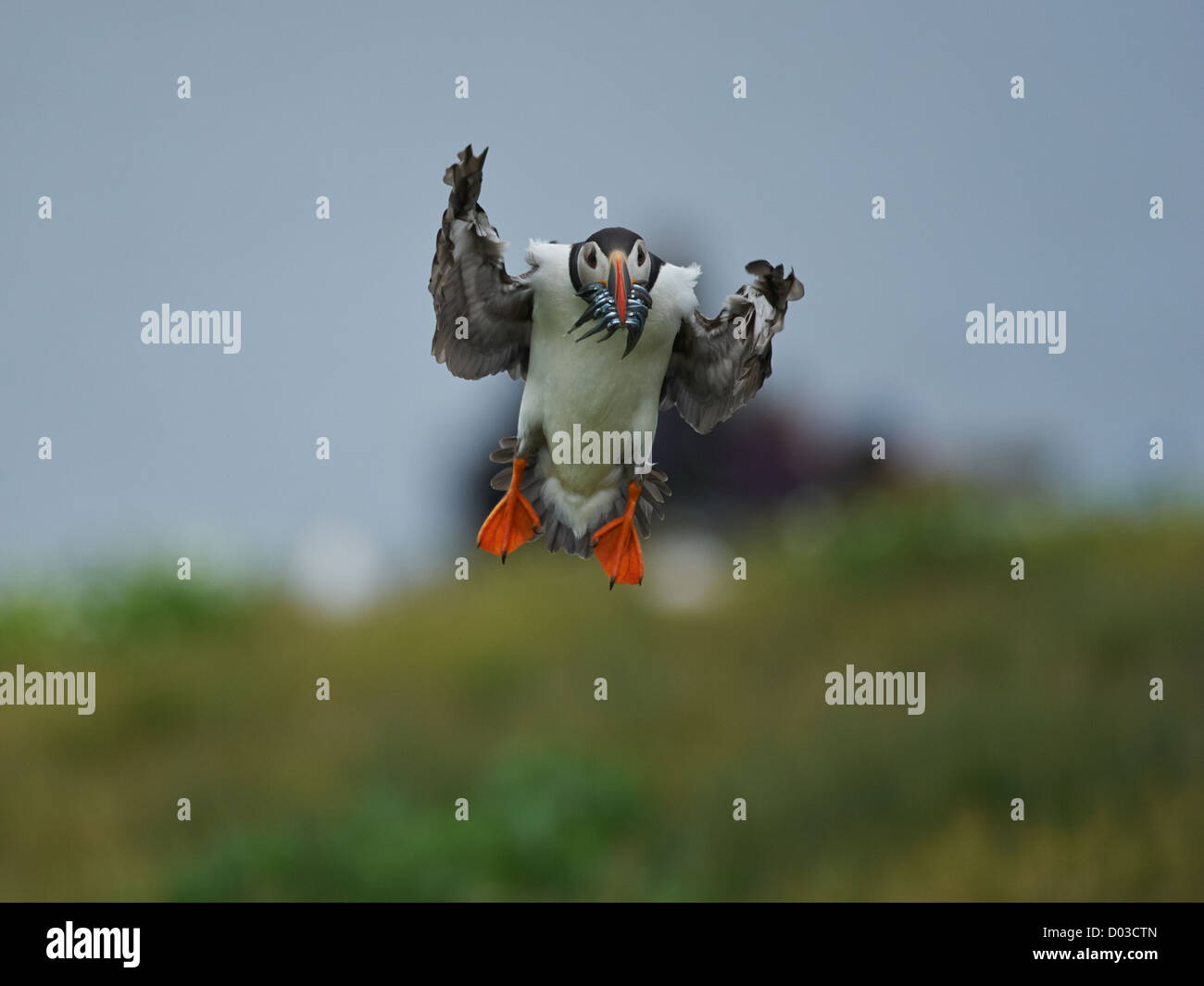 Papageitaucher im Flug mit Sandaal Stockfoto