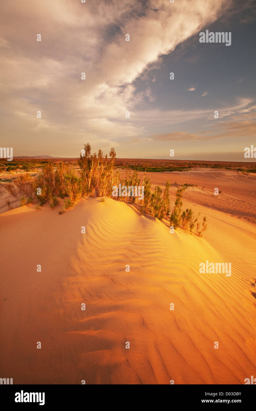 Sanddüne Wüste Stockfoto