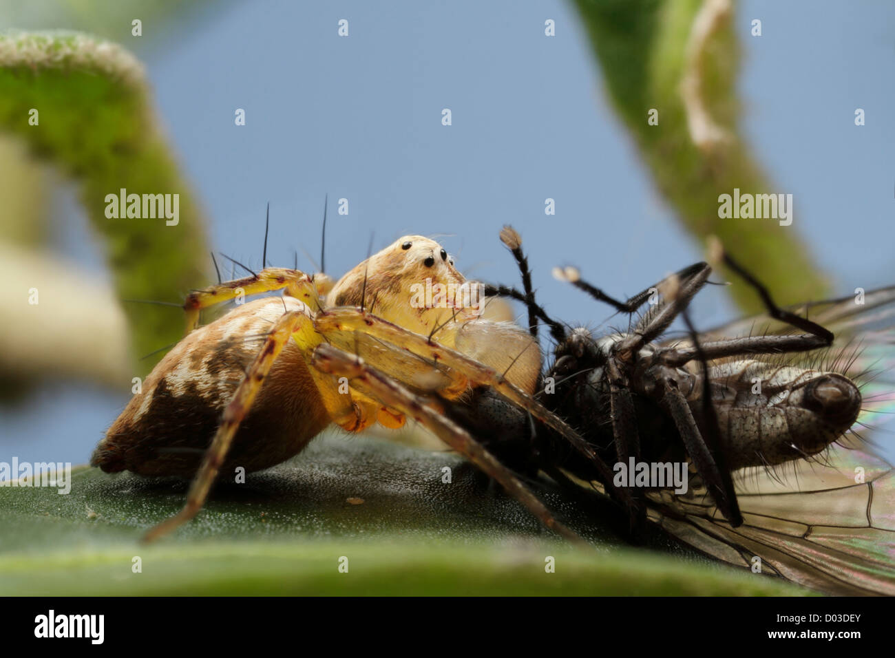 Spinne töten fliegen Stockfoto