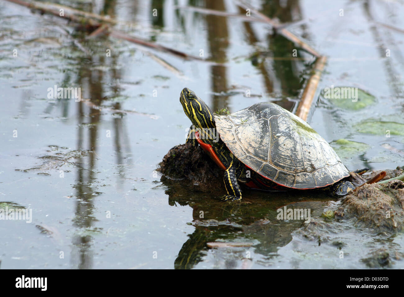 Eine Western bemalt Schildkröte spiegelt sich im blauen Wasser von einem Sumpf im Frühjahr in Winnipeg, Manitoba, Kanada Stockfoto