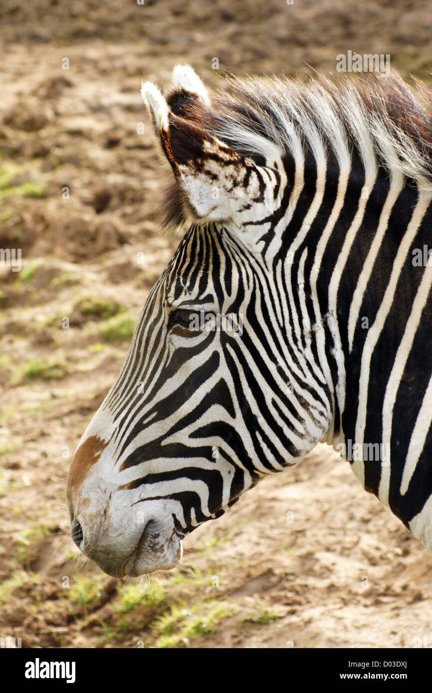 Das Zebra von Grévy, auch als kaiserliches Zebra bekannt, ist das größte lebende Wildequid und die am meisten bedrohte der drei Zebraarten Stockfoto