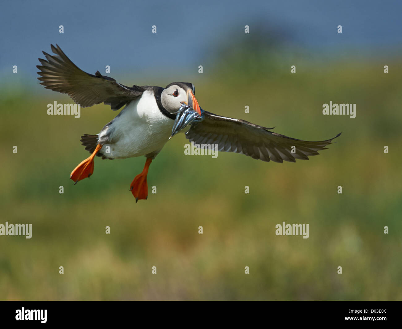 Papageitaucher im Flug mit Sandaal Stockfoto