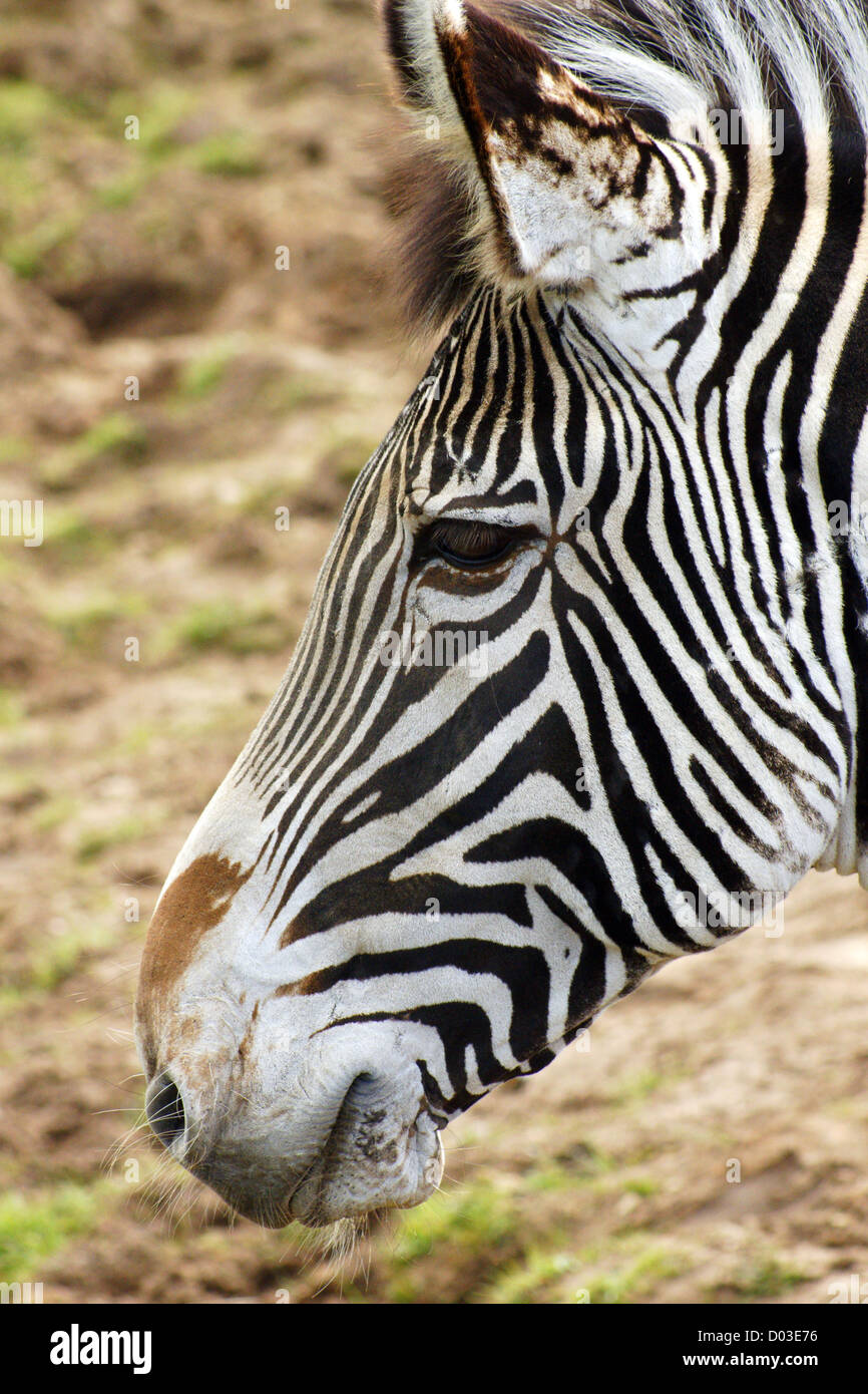 Das Zebra von Grévy, auch als kaiserliches Zebra bekannt, ist das größte lebende Wildequid und die am meisten bedrohte der drei Zebraarten Stockfoto