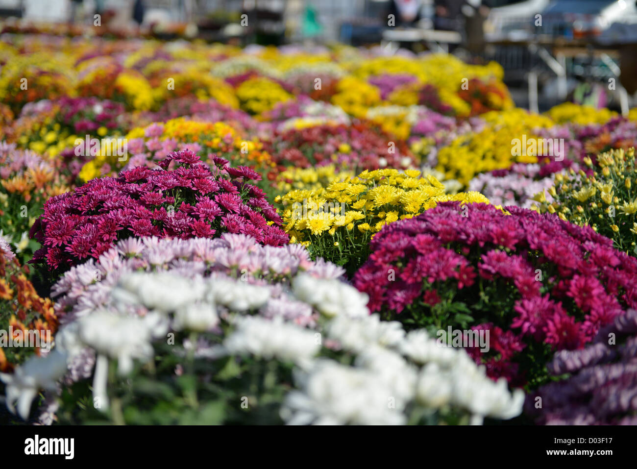 Blume Markt Marché des Fleurs Toussaint All saints Day Brive La Gaillarde France Stockfoto