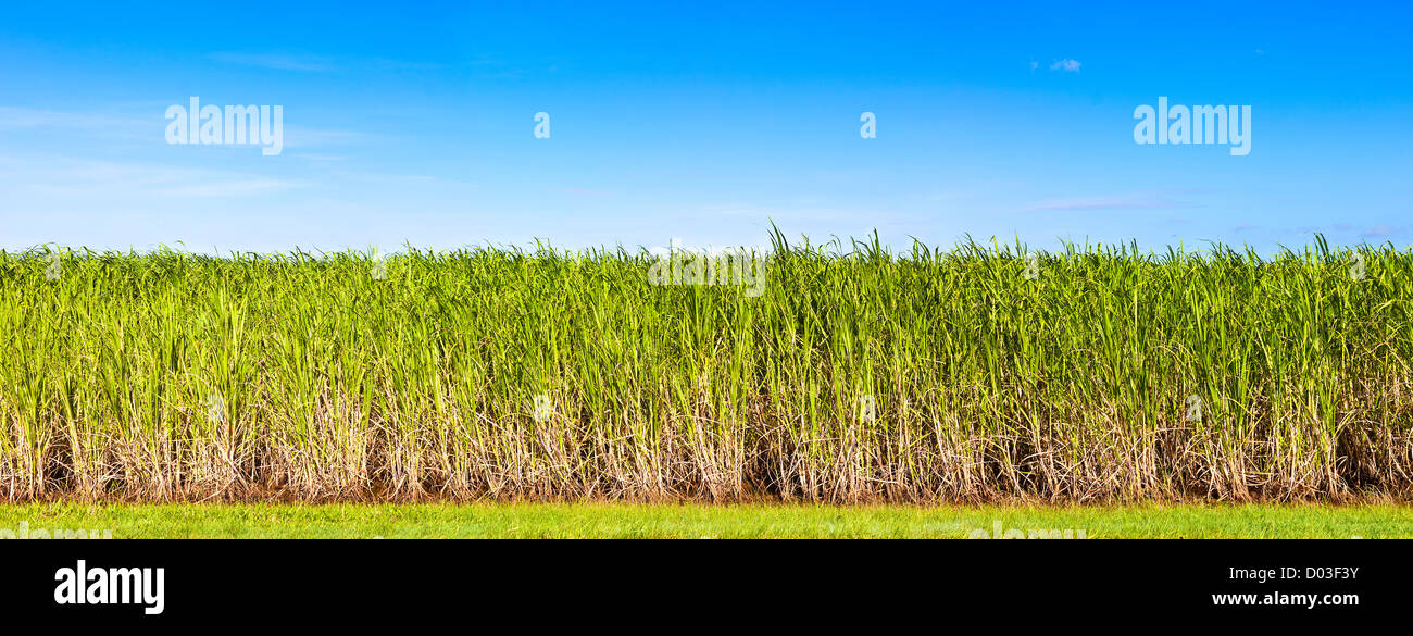 Lebendige Panorama der Zuckerrohr-Plantage in Queensland, Australien Stockfoto