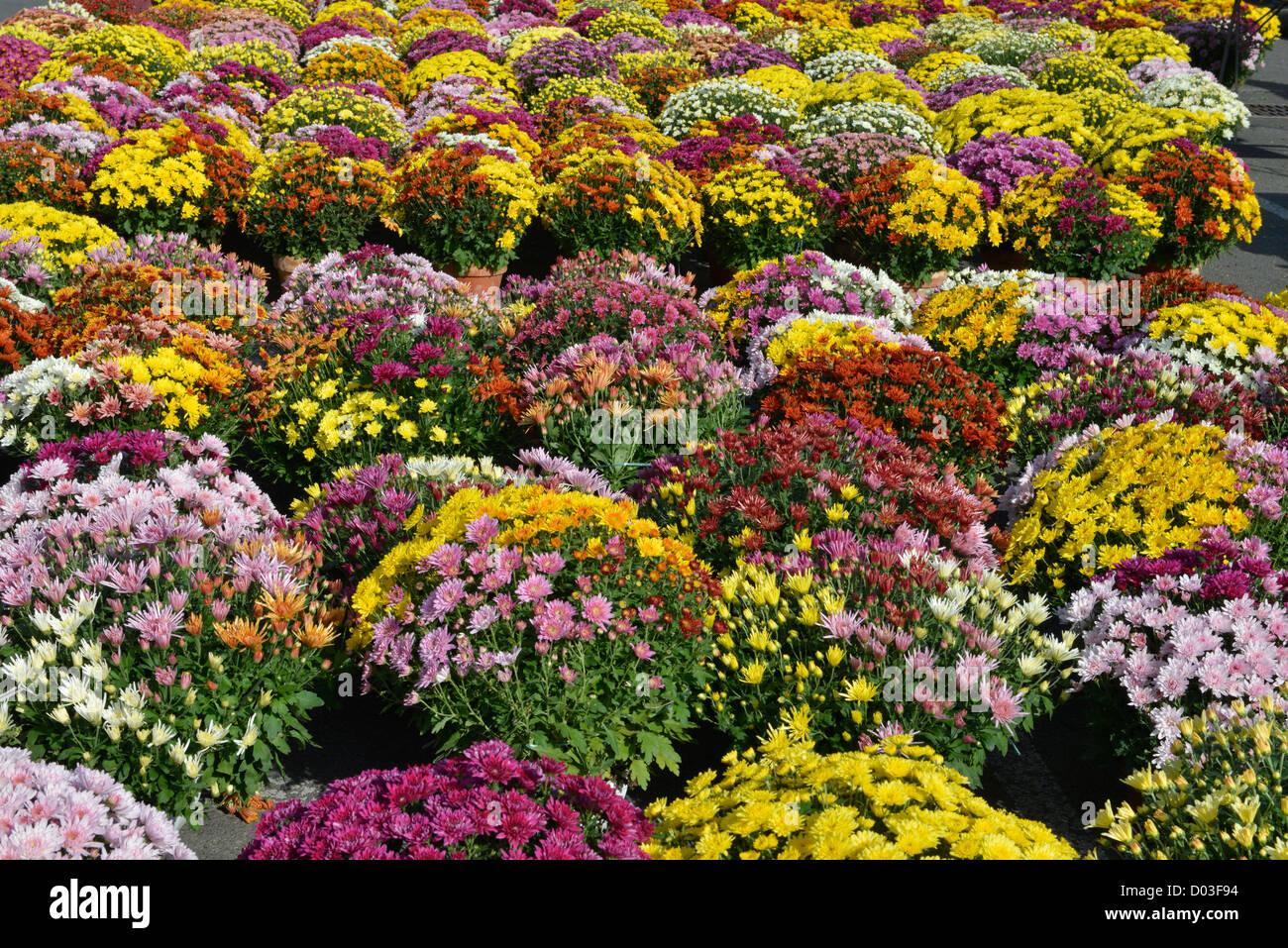 Blume Markt Marché des Fleurs Toussaint All saints Day Brive La Gaillarde France Stockfoto