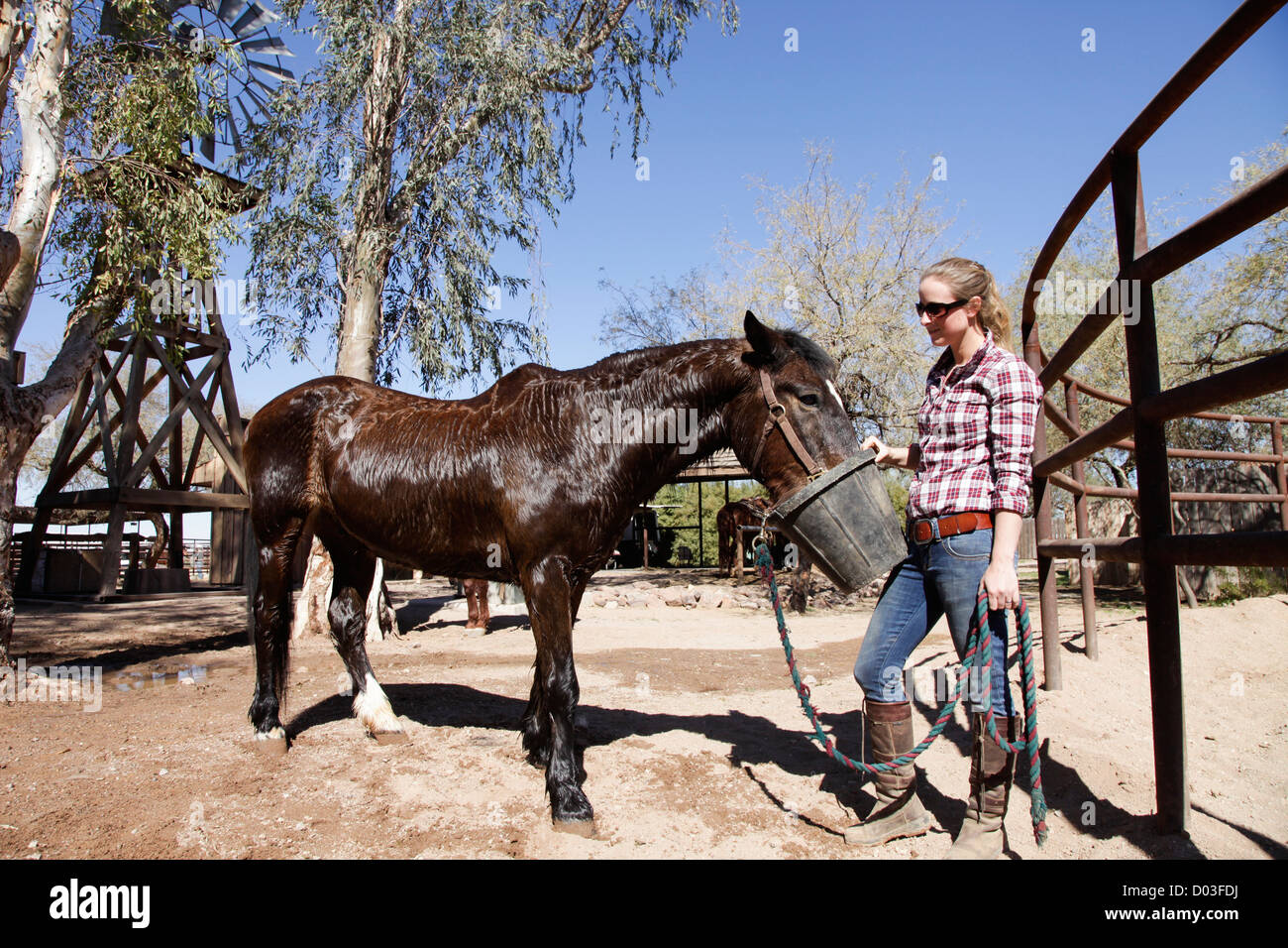 Tucson, Arizona, Vereinigte Staaten von Amerika. Weißen Hengst Dude Ranch Stockfoto