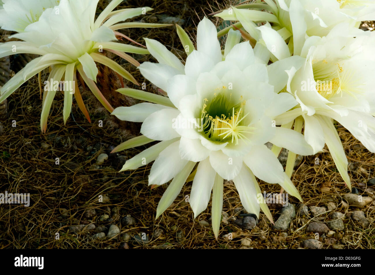 USA, Arizona, Tucson, Night Blooming Cereus Stockfoto