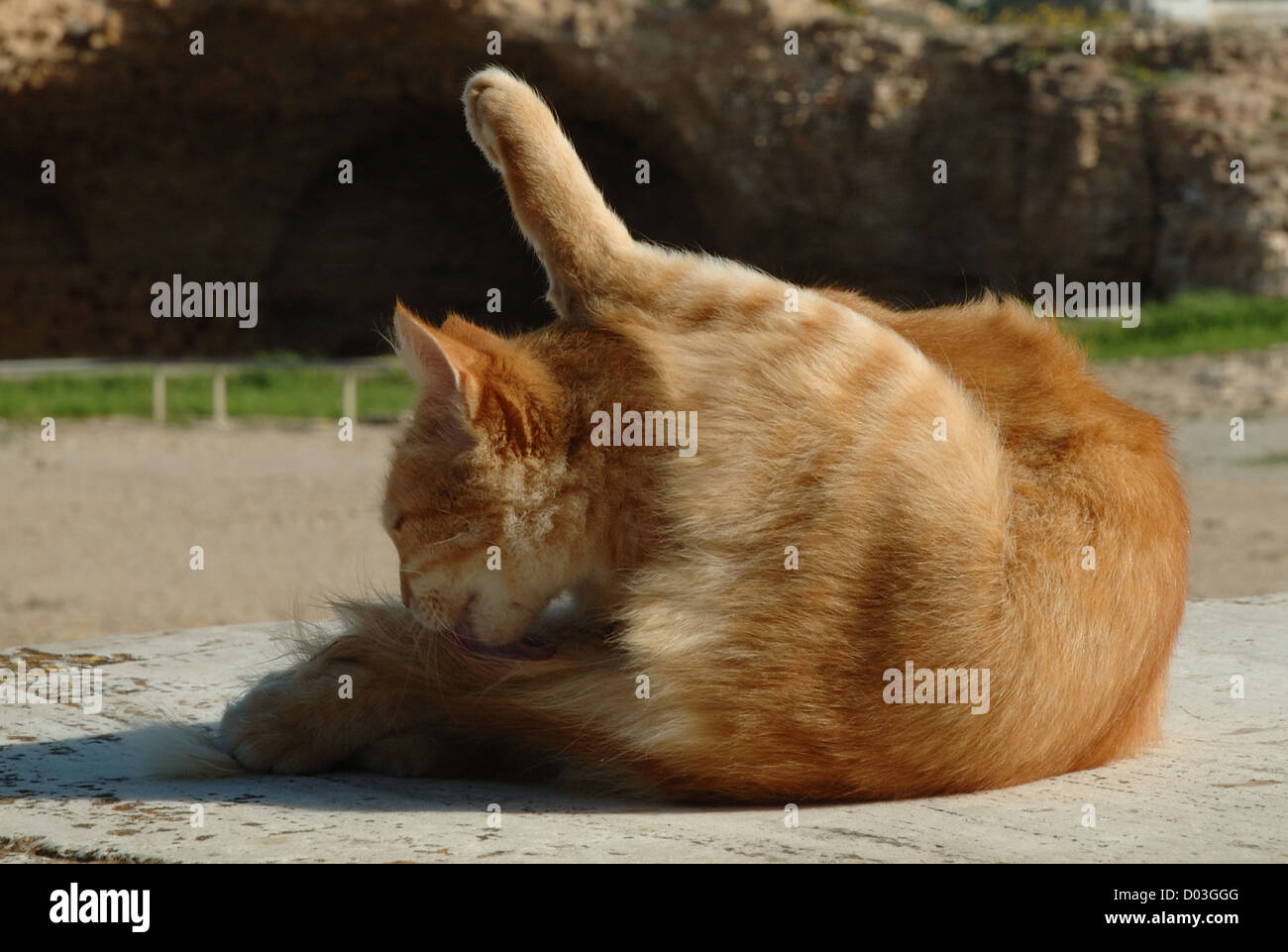 Eine Katze, die Reinigung selbst. Stockfoto