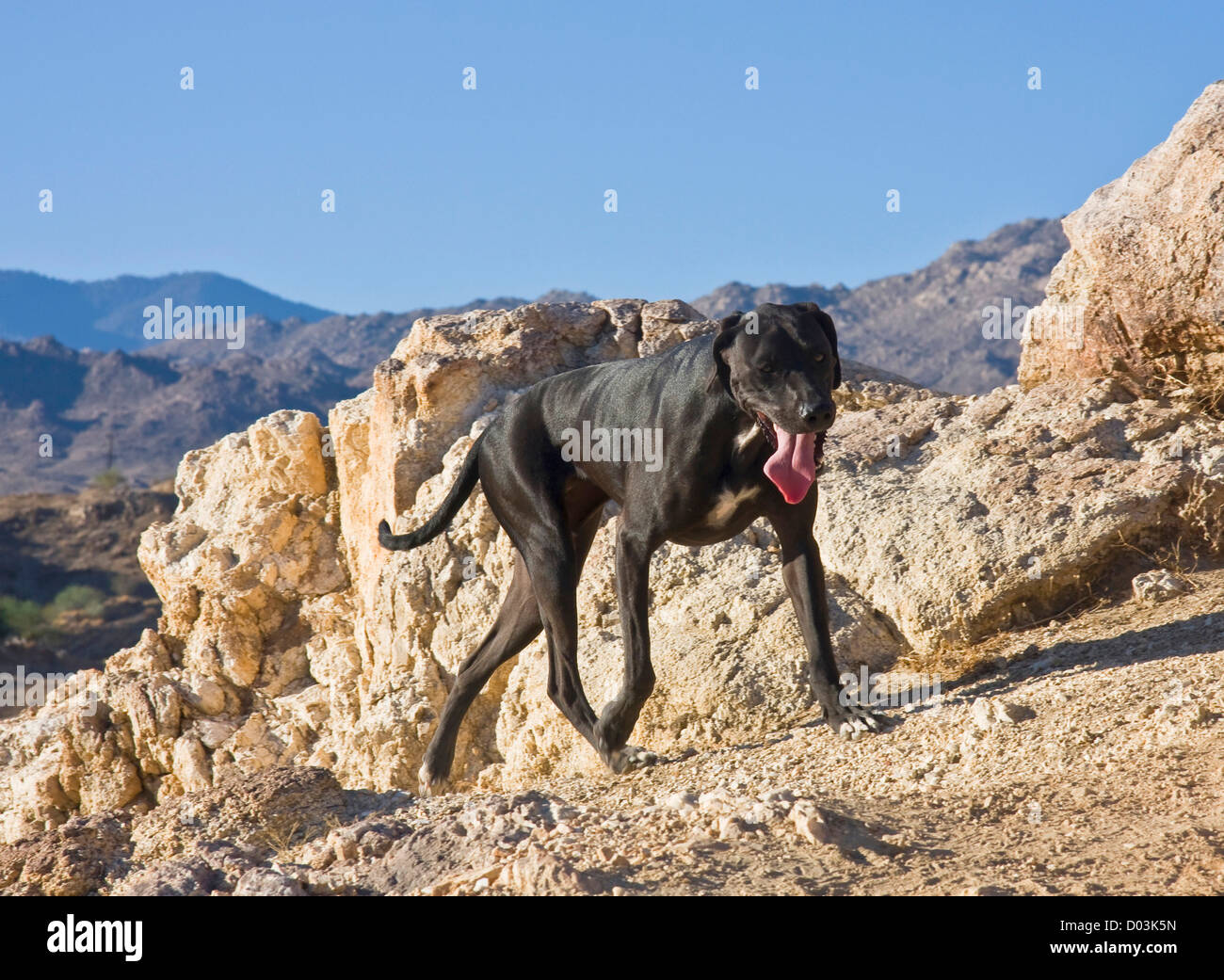 Ein schwarzer Deutscher Kurzhaariger Vorstehhund zu Fuß in den Ausläufern der Colorado-Wüste in Kalifornien. Stockfoto