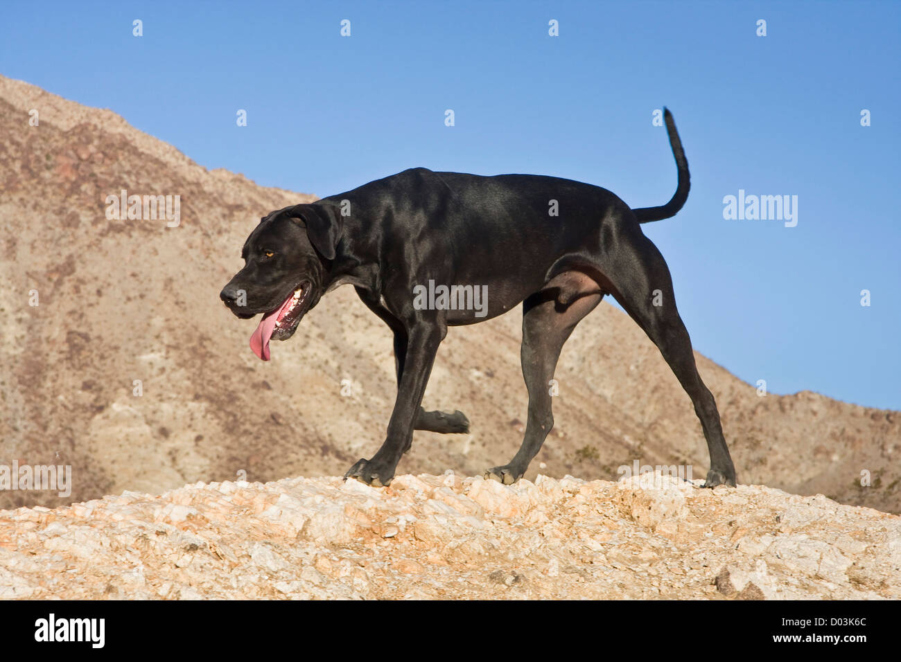 Ein schwarzer Deutscher Kurzhaariger Vorstehhund zu Fuß auf einem Hügel in der Colorado-Wüste in Kalifornien. Stockfoto