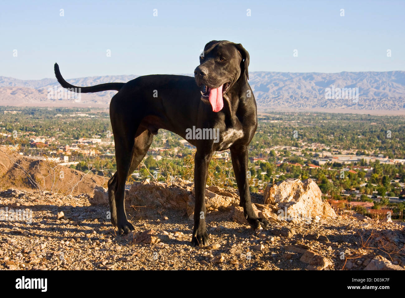 Ein schwarzer Deutscher Kurzhaariger Vorstehhund stehend in den Ausläufern der Colorado Wüste über Palm Desert, Kalifornien. Stockfoto