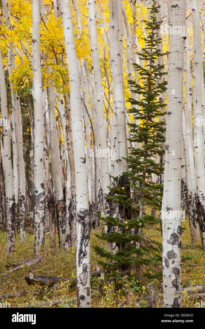 Colorado, Rocky Mountain Nationalpark, Moraine Park, umgeben von Aspen Bäume Tanne Stockfoto