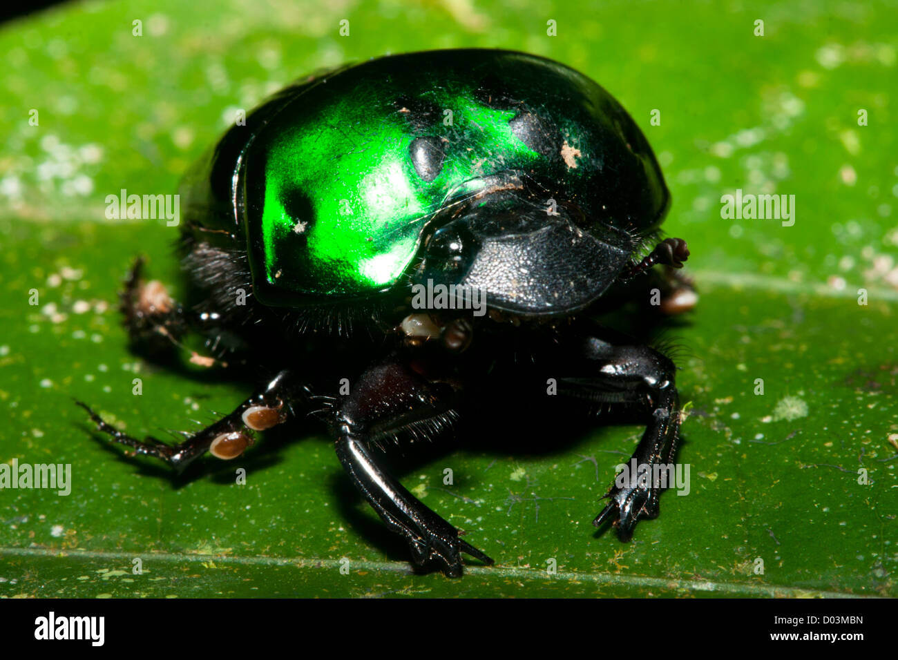 grüner Käfer an der Anavilhanas Forest, Amazonas, Anavilhanas, Brasilien. Stockfoto
