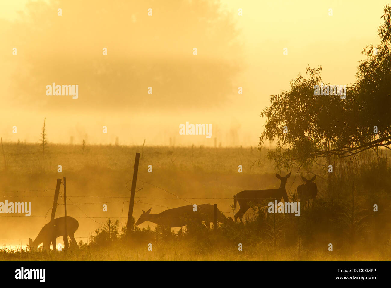 Weiß - angebundene Rotwild Kreuzung Wasser Zaun entlang bei Sonnenaufgang, Zentralflorida Stockfoto