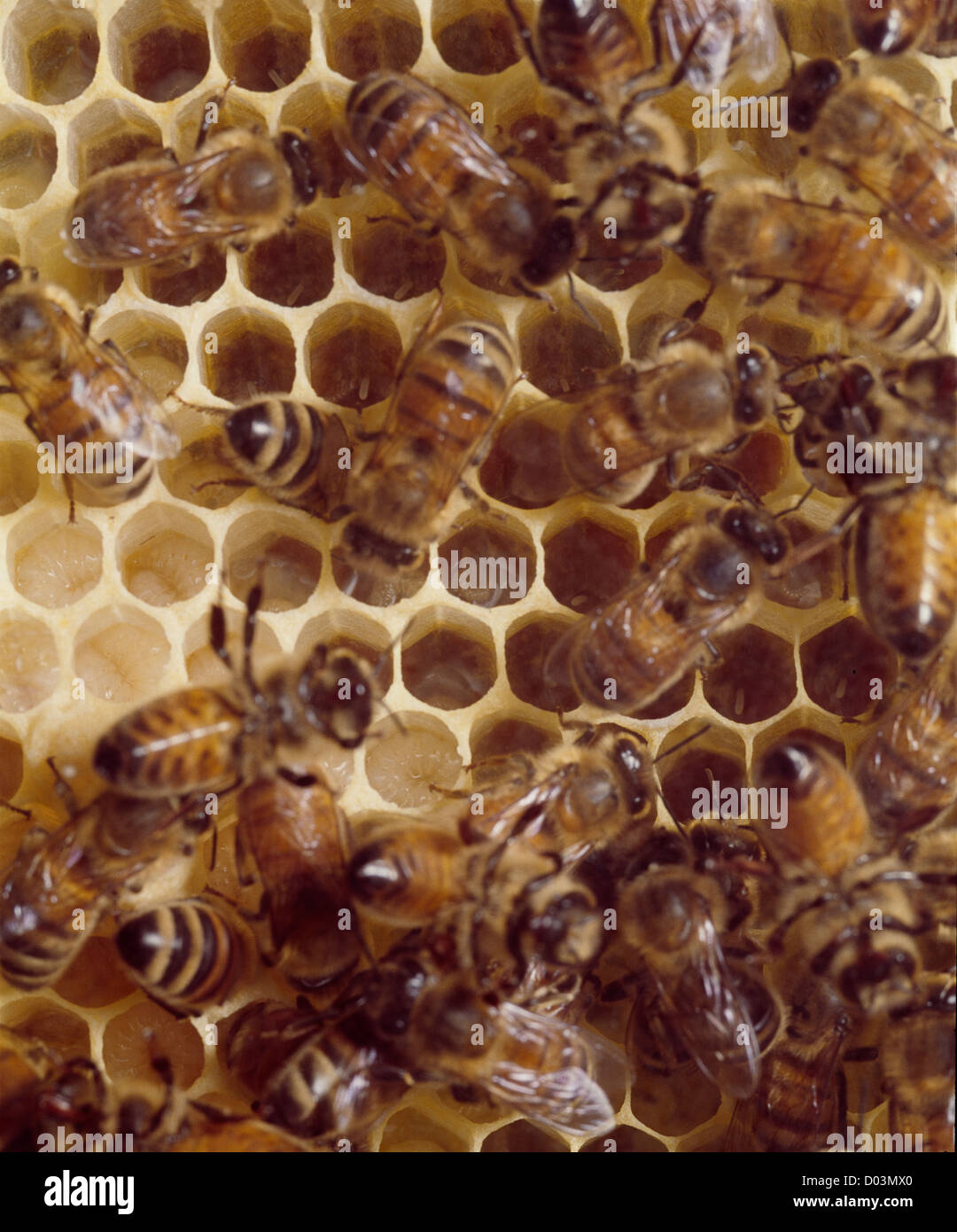 HONEY BEE/HIVE BIENE (APIS MELLIFERA) Honigseim; Königin und Arbeiterinnen - KÖNIGIN EIER/STUDIO Stockfoto