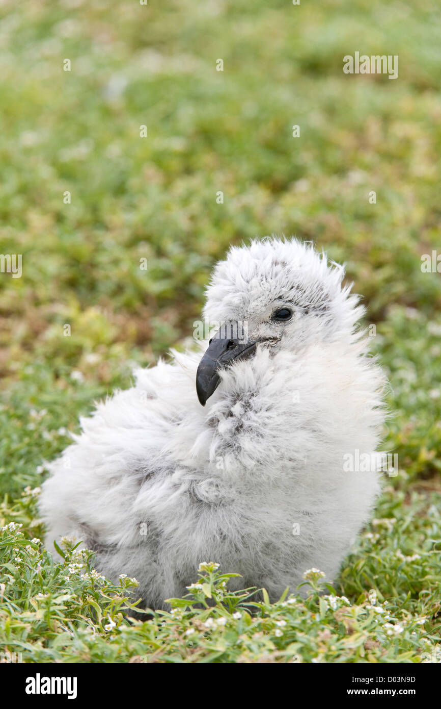 Schwarz – Schwarzfuß Albatros / Phoebastria Albatrus Küken dieser Art wird als stark gefährdet aufgeführt Stockfoto