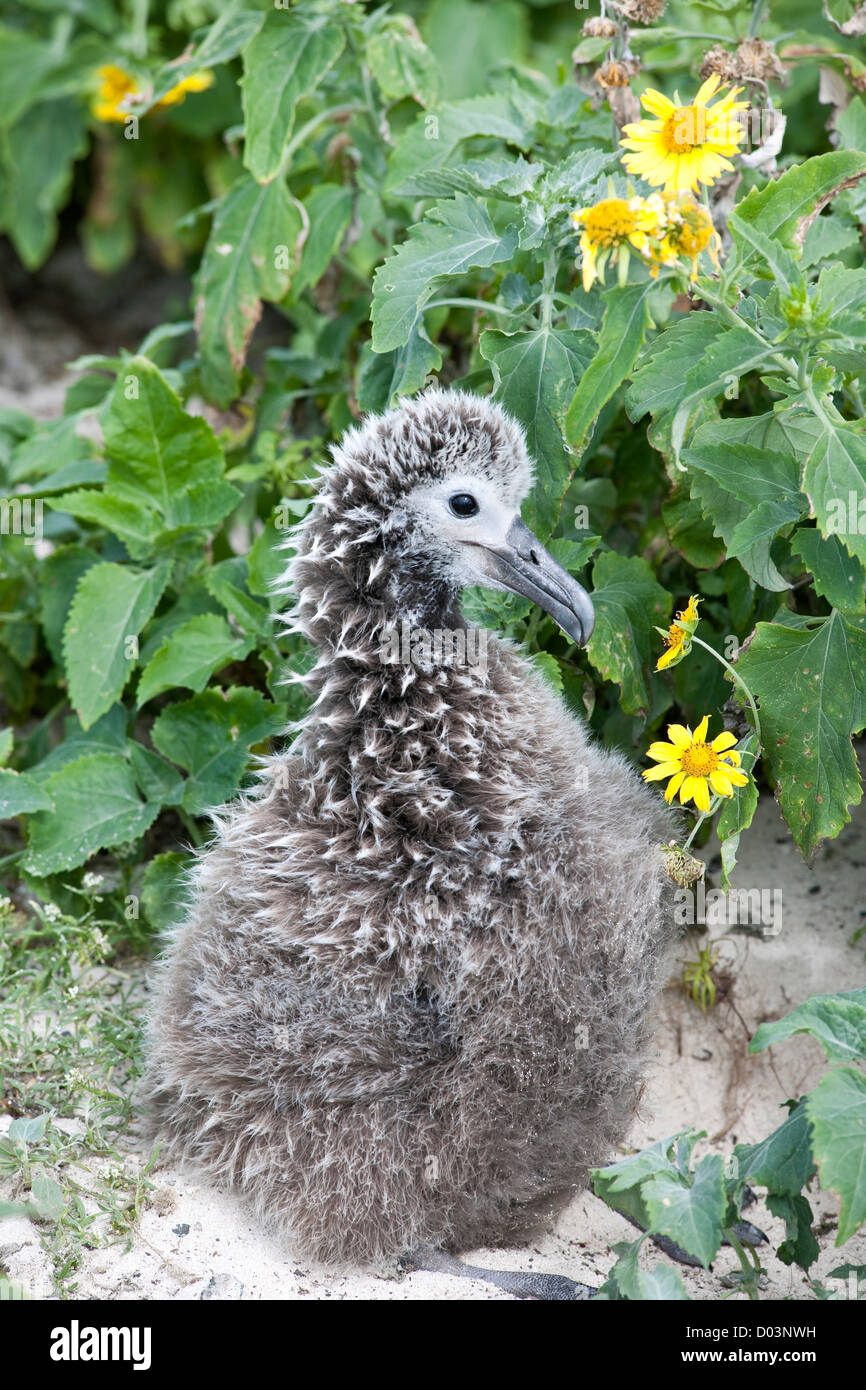 Laysan Albatros (Phoebastria Immutabilis) Küken. Diese Art ist als gefährdet in der IUCN Roten Listen aufgeführt. Stockfoto