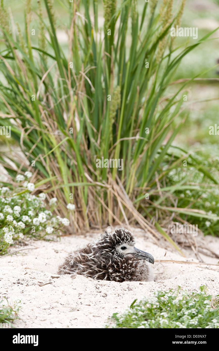 Laysan Albatros (Phoebastria Immutabilis) Küken. Diese Art ist als gefährdet in der IUCN Roten Listen aufgeführt. Stockfoto