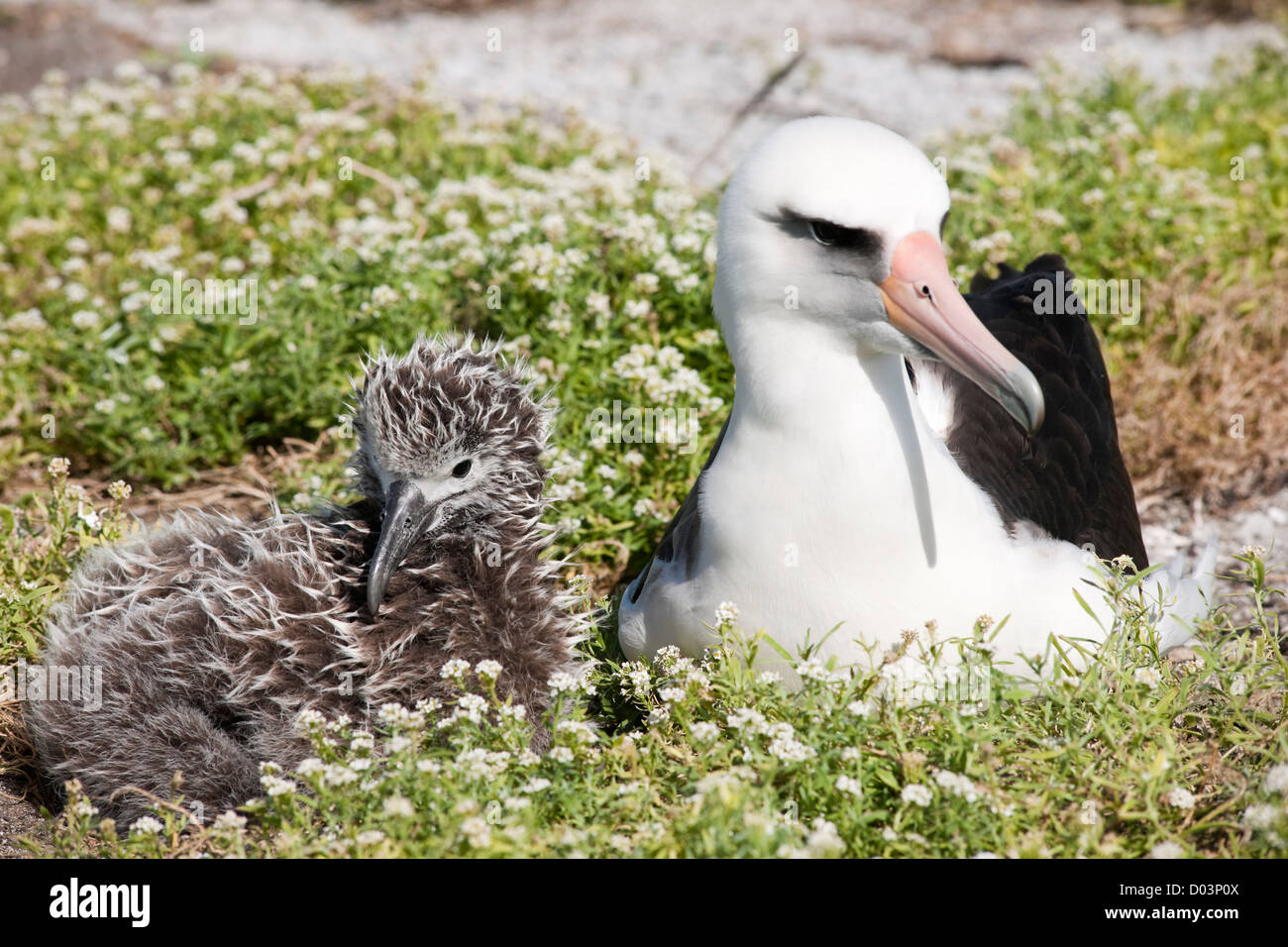 Laysan Albatros (Phoebastria Immutabilis) mit Küken. Diese Art wird als stark gefährdet aufgeführt. Stockfoto