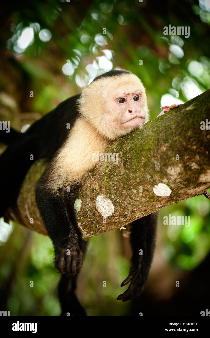Weiße konfrontiert Kapuziner-Affen, die Verlegung auf einem Ast in Manuel Antonio Nationalpark, Costa Rica Stockfoto