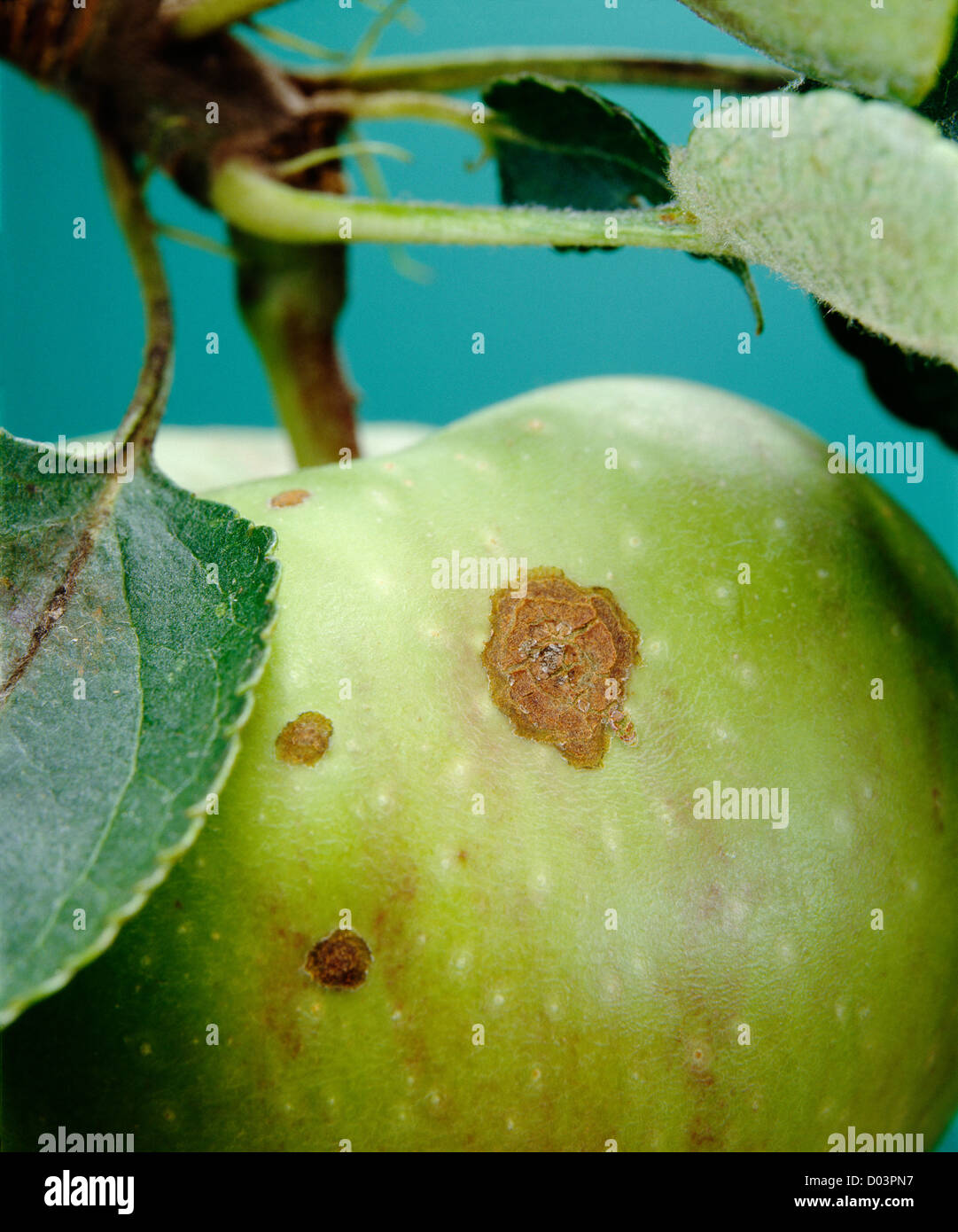 APPLE APFELSCHORF (VENTURIA INAEQUALIS) ein Pilz auf STAYMAN WINESAP APPLE Stockfoto