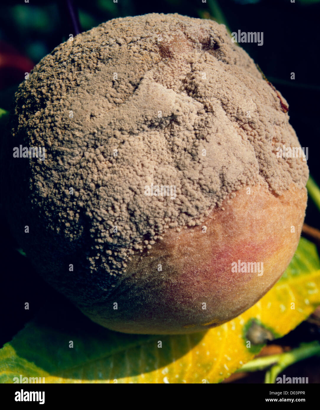 BRAUNFÄULE (MONOLINIA FRUTICOLA) EIN PILZ AUF RED HAVEN PFIRSICH Stockfoto