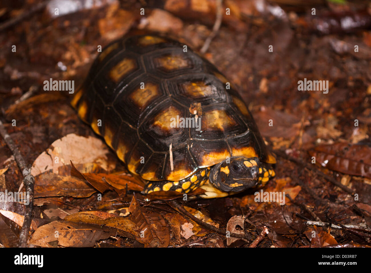 kleine Schildkröte in den Anavilhanas nationalen Schutzgebiet, Bundesstaat Amazonas, Nord-Brasilien Stockfoto