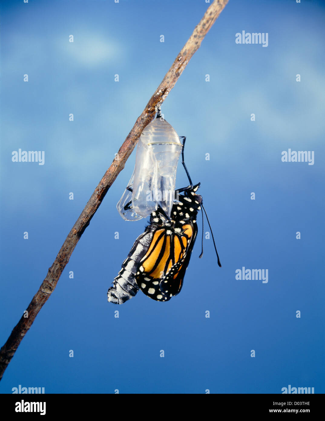 MONARCHFALTER (DANAUS PLEXIPPUS) NEU ENTSPRANG CHRYSALIS PUMPEN SEINE FLÜGEL ERWACHSENE / STUDIO Stockfoto