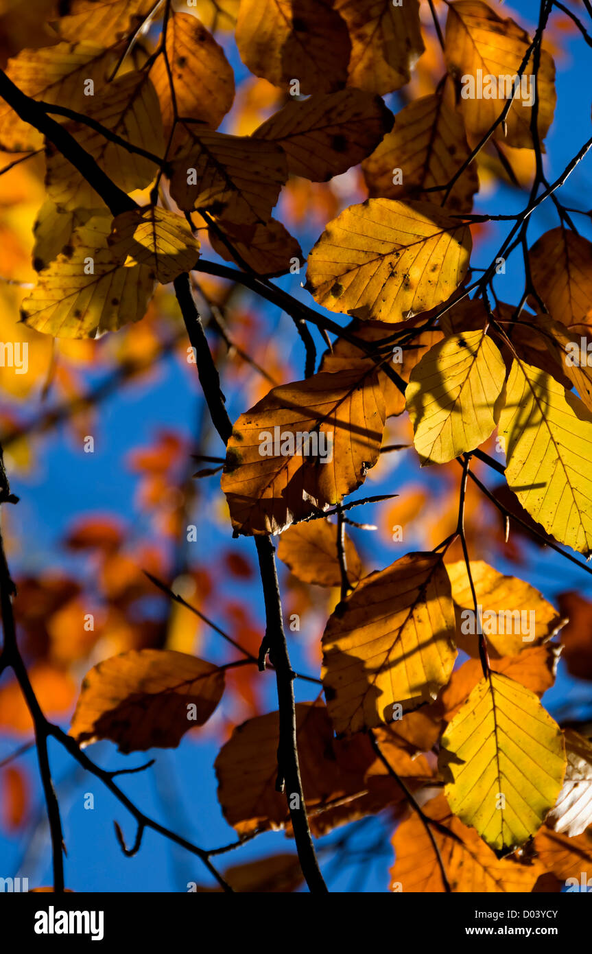 Nahaufnahme des Buchenbaums hinterlässt Zweige gegen den blauen Himmel im Herbst England Vereinigtes Königreich GB Großbritannien Stockfoto