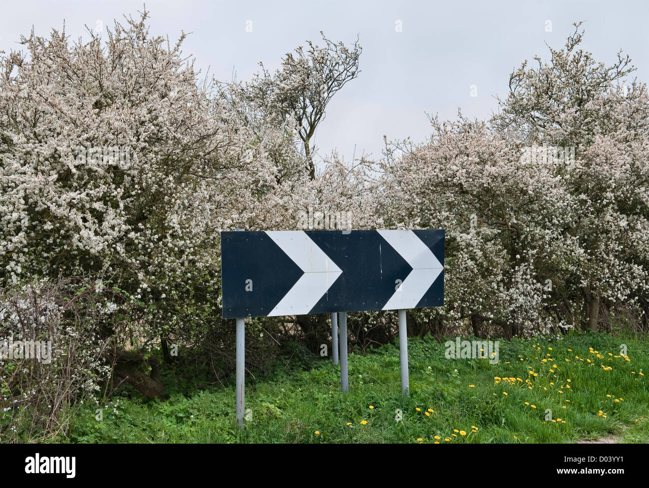 Eine Weißdornhecke (Crataegus) in voller Blüte im Frühling, Shropshire, Großbritannien Stockfoto