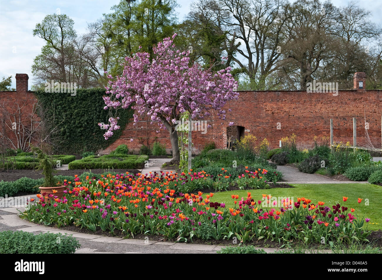 Tulpen im Frühling im Walled Kitchen Garden in Hampton Court Gardens, Herefordshire, Großbritannien Stockfoto