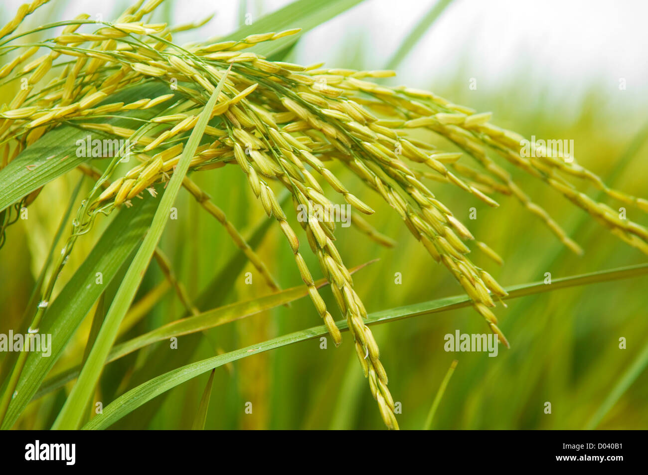 Die Reisernte ist bereit für die Ernte. Stockfoto