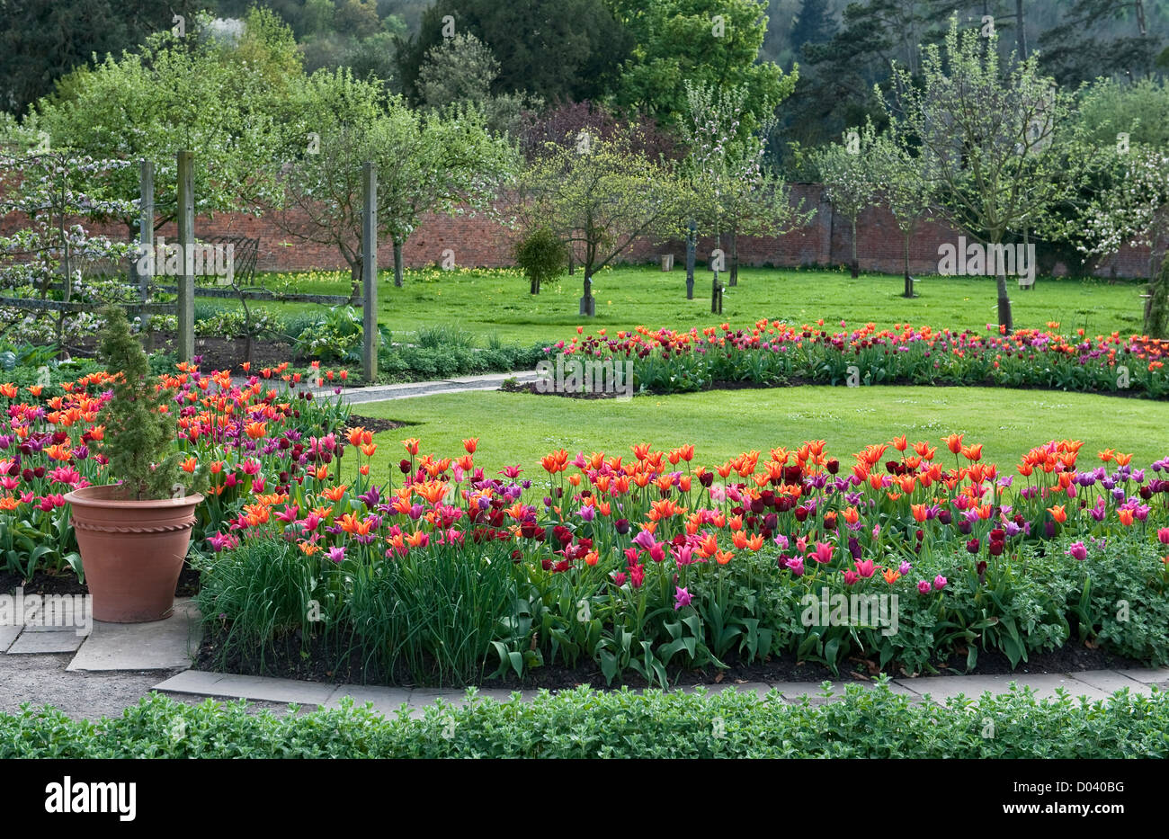 Tulpen im Frühling im Kitchen Garden in Hampton Court Gardens, Herefordshire, Großbritannien Stockfoto