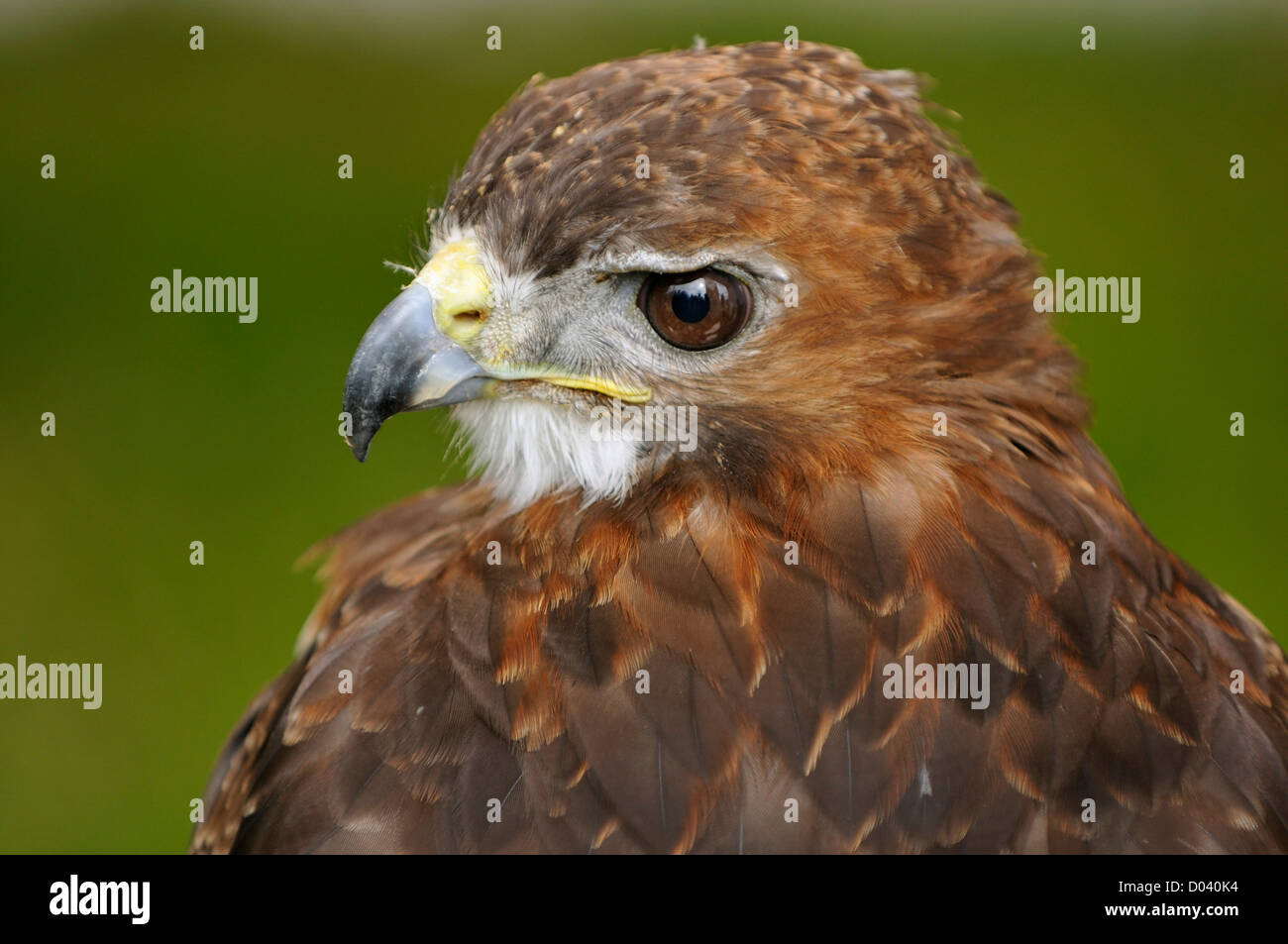 Rot - angebundener Falke - Buteo Jamaicensis Falknerei Vogel Stockfoto