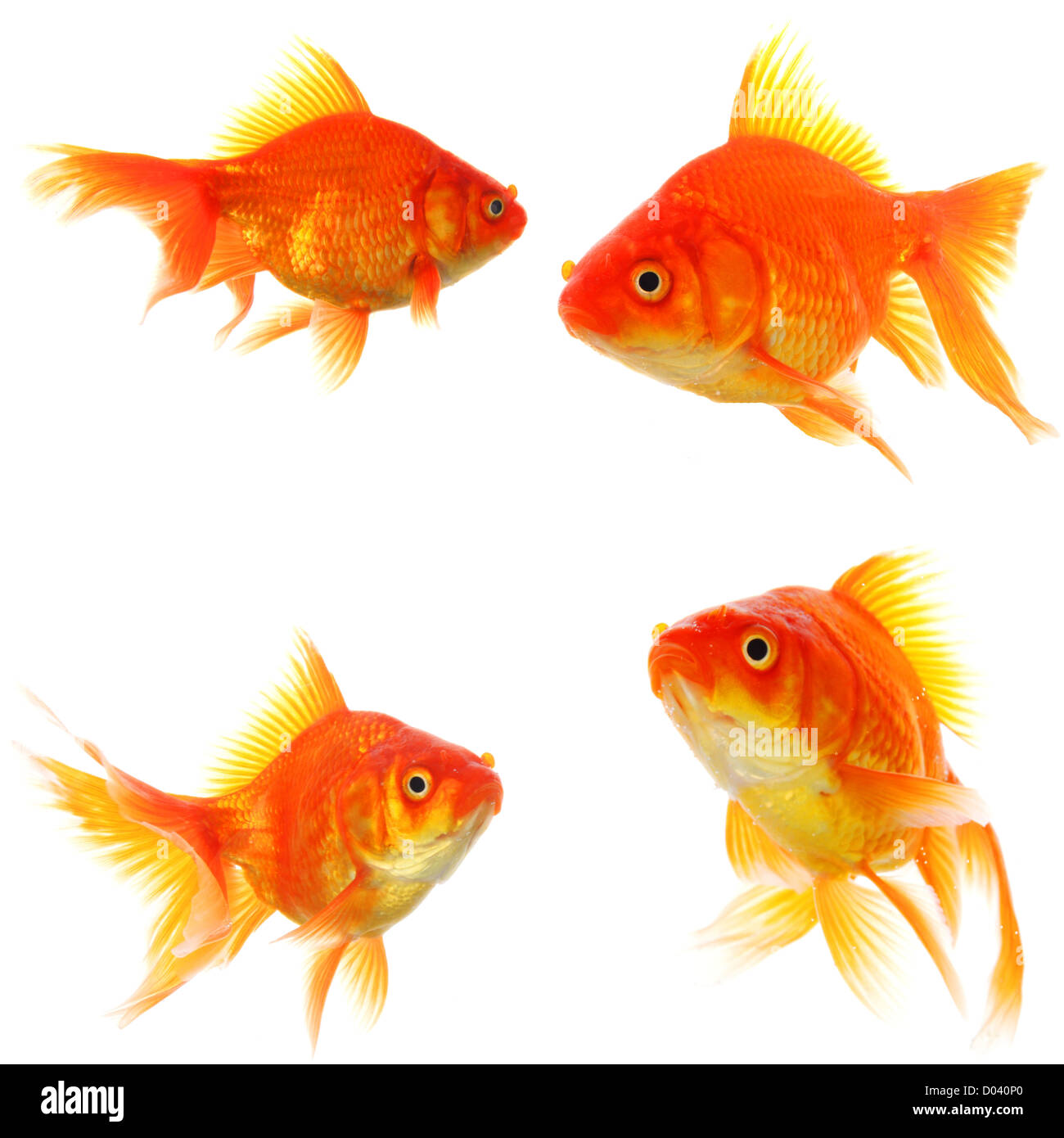 Goldfisch-Sammlung oder Gruppe oder Fische, die isoliert auf weißem Hintergrund Stockfoto