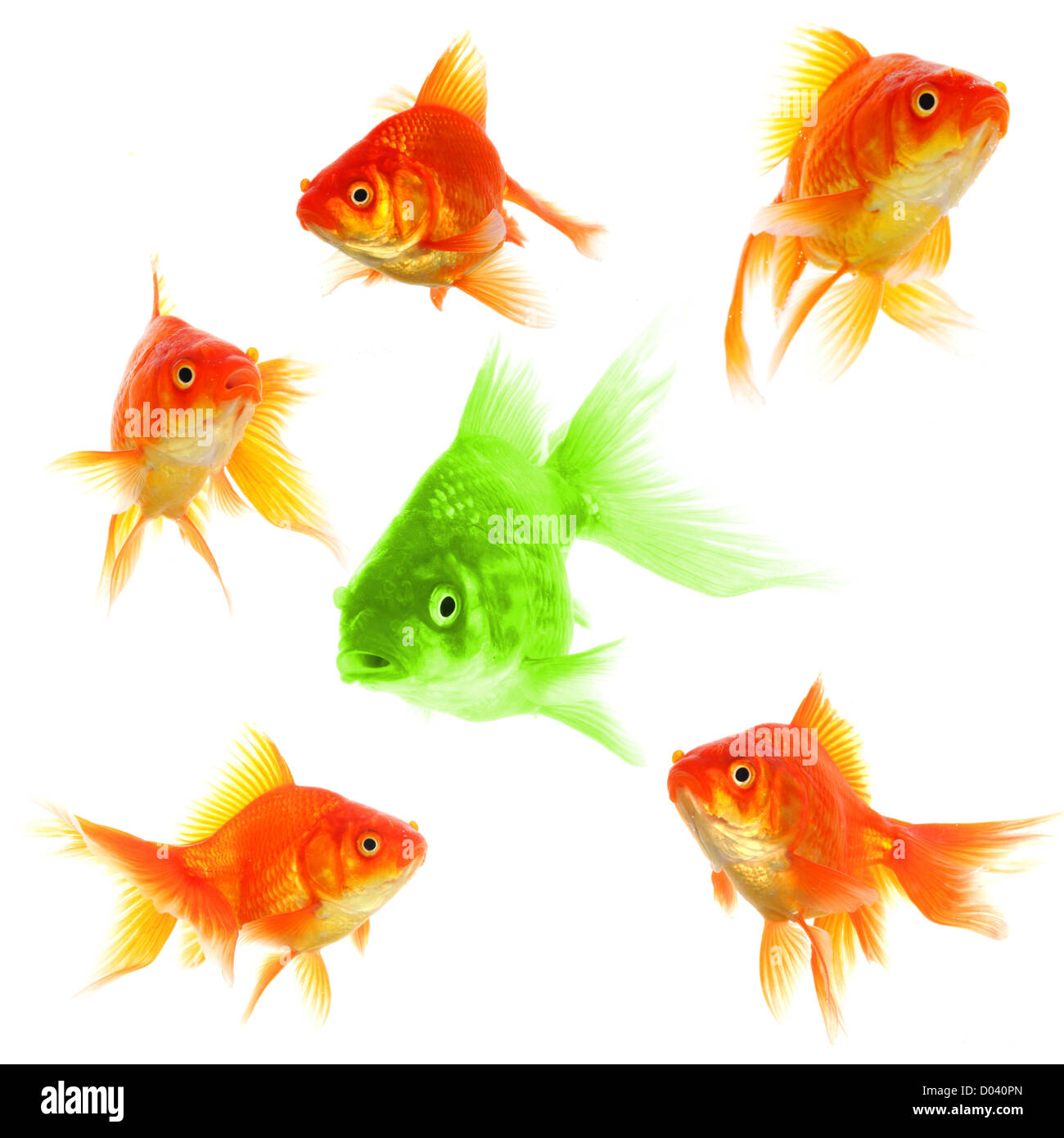 Goldfische zeigen Leader Individualität Erfolg oder Motivation Konzept Stockfoto