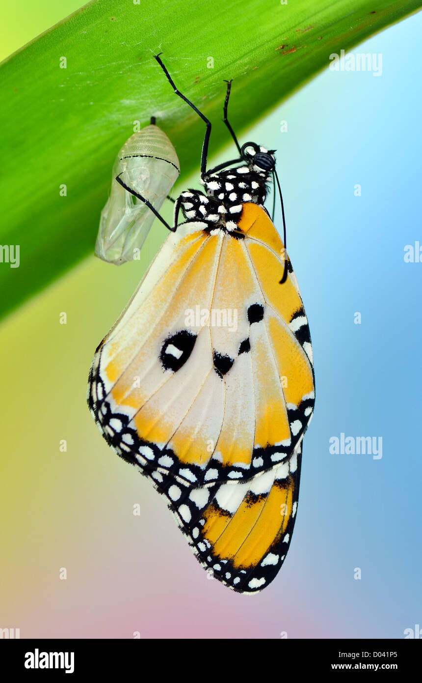 Plain Tiger Schmetterling Chrysalis entstehende Stockfoto