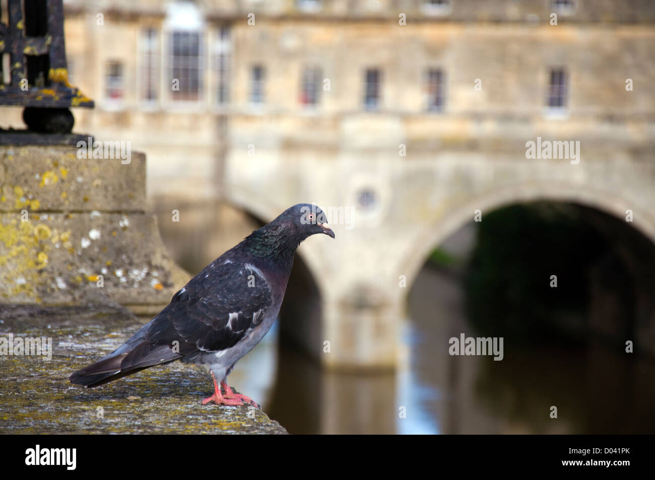Eine Taube blickt auf Pulteney Bridge und Fluß Avon in die Weltkulturerbe-Stadt Bath Stockfoto